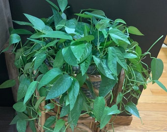 Cebu Blue Pothos - Epipremnum pinnatum Cuttings -Rare Vining Plant
