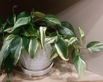 Philodendron Rio (Real GP Rio) Cutting