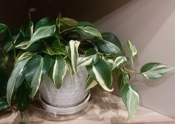 plant nandina Nandina Gulf Stream Heavenly Bamboo