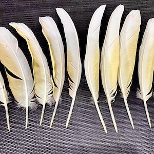 Moluccan Cockatoo Feathers - Cruelty Free