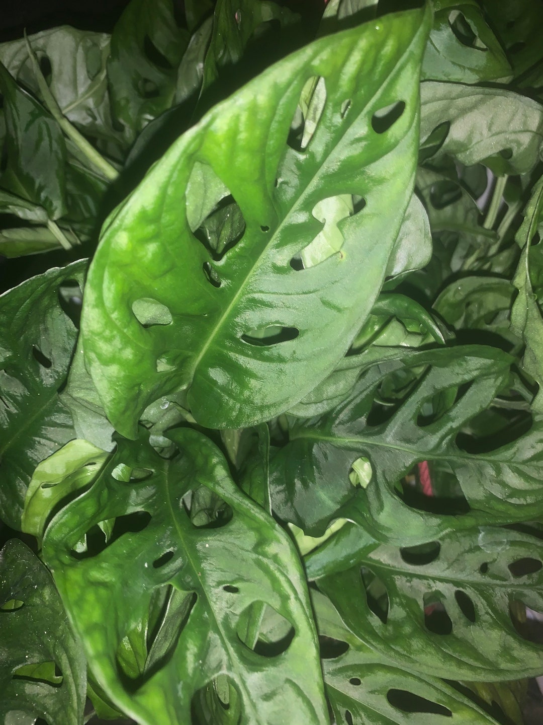 Monstera Adansonii Wide Form - Swiss Cheese - Etsy