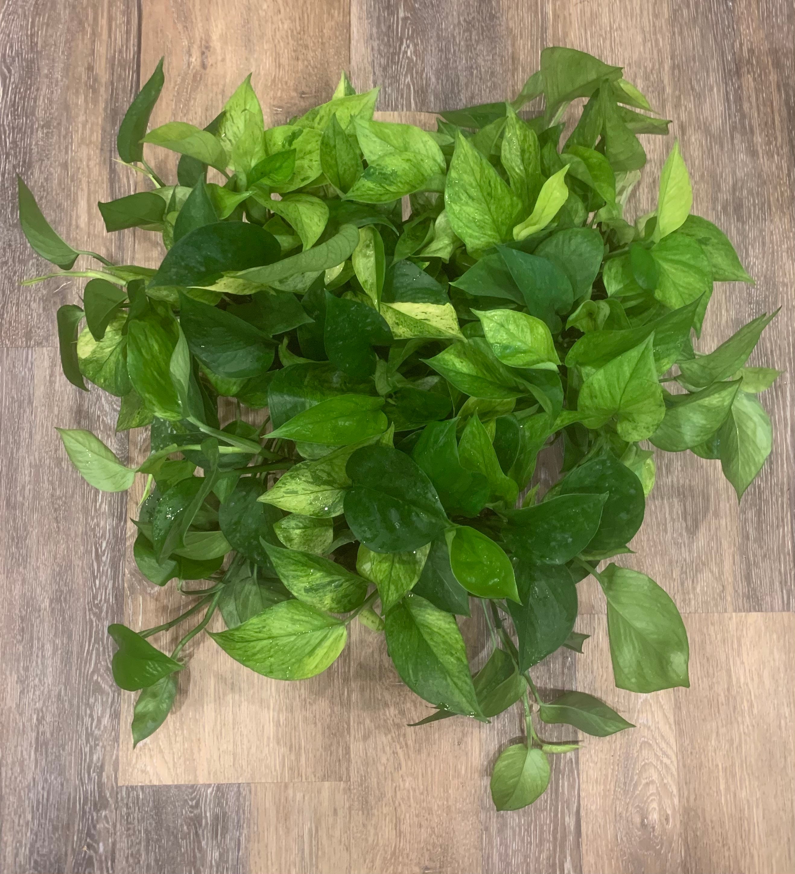 Jessenia Pothos cutting with 2 nodes 2 leaves