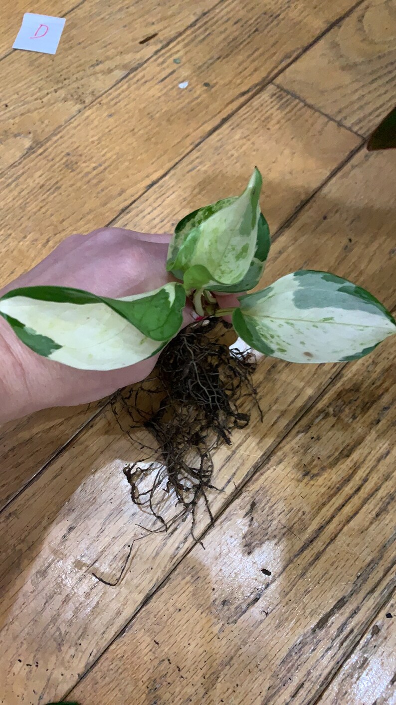 Manjula Pothos Epipremnum 'auerum' Rare Plant Etsy