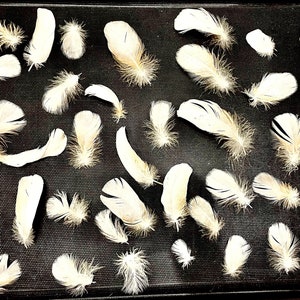 Moluccan Cockatoo Feathers - Cruelty Free