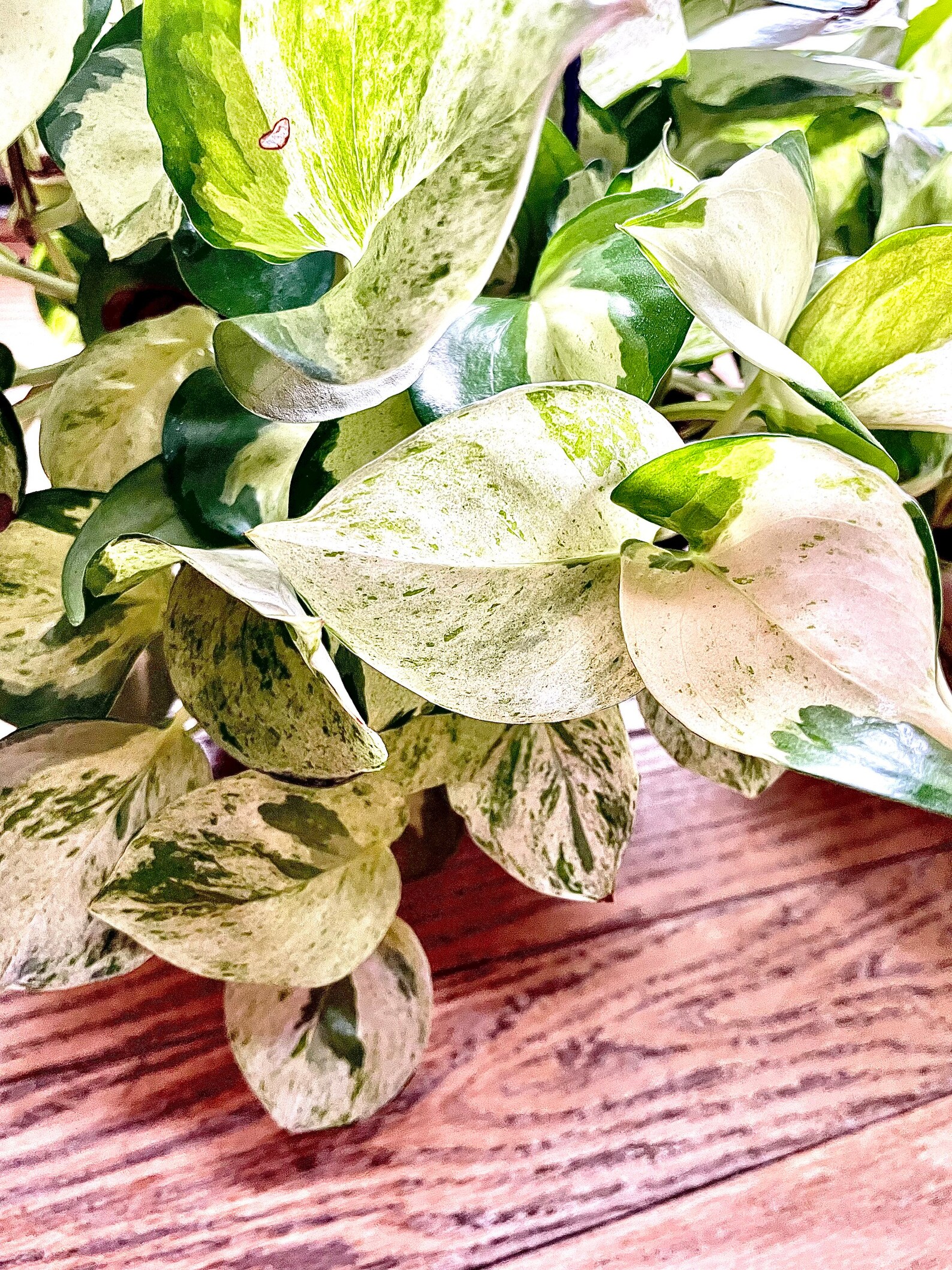 Harlequin Pothos Epipremnum 'auerum' Rare Plant Etsy