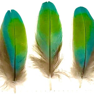 Miligold Macaw Feathers - Cruelty Free