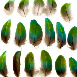 Miligold Macaw Feathers - Cruelty Free