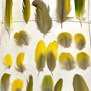 Yellow/Green Parrot Feathers - Cruelty Free
