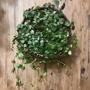 May include: A green leafy plant with heart-shaped leaves growing in a round pot. The plant is hanging over the edge of the pot and trailing down the side of a wooden surface.
