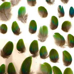 Miligold Macaw Feathers - Cruelty Free