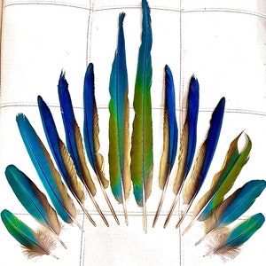 FEATHERS - CRUELTY FREE