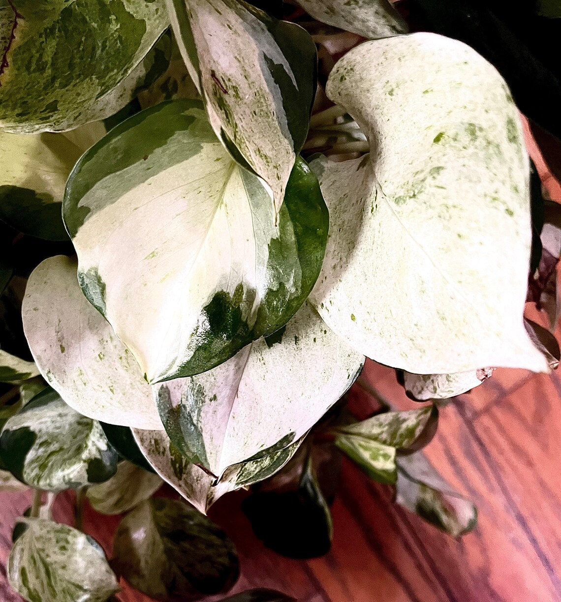 Harlequin Pothos Epipremnum 'auerum' Rare Plant Etsy