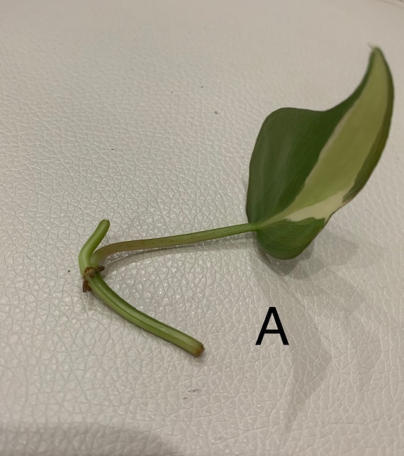 philodendron scandens hanging Philodendron Hederaceum Micans | Hanging Houseplant