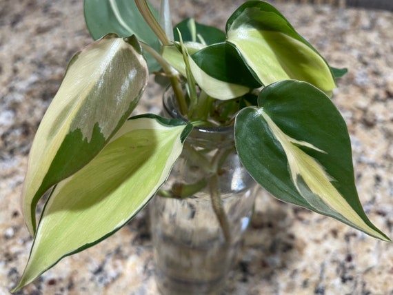 philodendron green congo variegated Philodendron Green Congo Marble Variegated