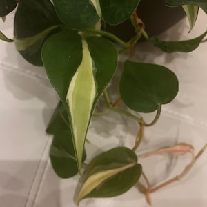 Philodendron Silver Stripe Cutting
