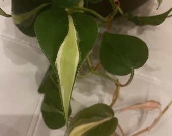 Philodendron Silver Stripe Cutting