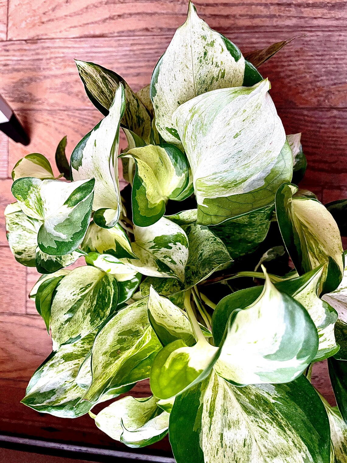 Harlequin Pothos Epipremnum 'auerum' Rare Plant Etsy