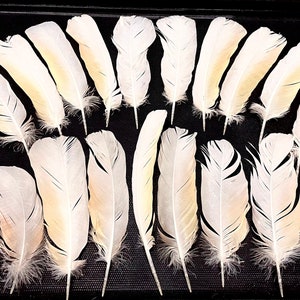 Moluccan Cockatoo Feathers - Cruelty Free