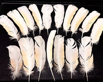 Moluccan Cockatoo Feathers - Cruelty Free
