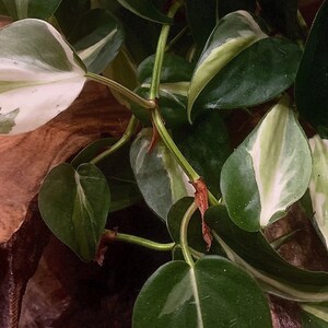 Philodendron Cream Splash