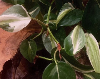 Philodendron Cream Splash