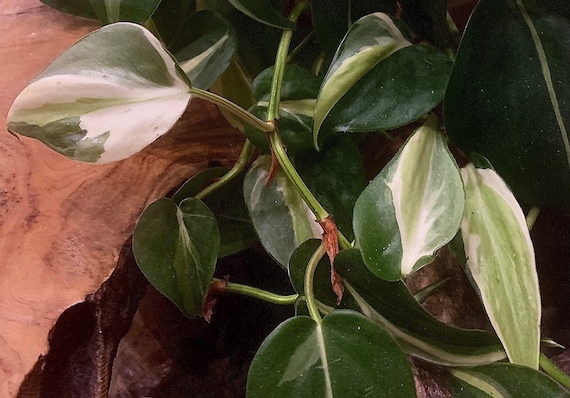 Philodendron Cream Splash - Etsy