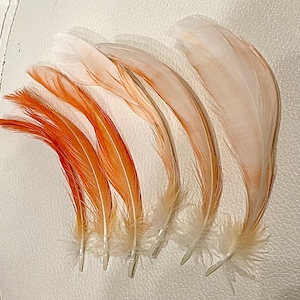 Moluccan Cockatoo Feathers - Cruelty Free