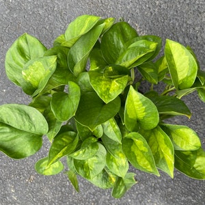 May include: A potted plant with green and yellow variegated leaves. The plant is a popular houseplant known for its easy care and air purifying qualities.