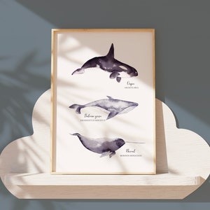 Cartel con ilustración de orca y narval de ballena cetácea pintado en acuarela | A3 | Impreso en papel Rive Tradition de alta calidad. imagen 1