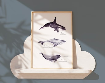 Poster illustration of cetaceans whale orca and narwhal painted in watercolor | A3 | Printed on high quality Rive Tradition Paper