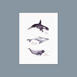Cartel con ilustración de orca y narval de ballena cetácea pintado en acuarela | A3 | Impreso en papel Rive Tradition de alta calidad. imagen 3