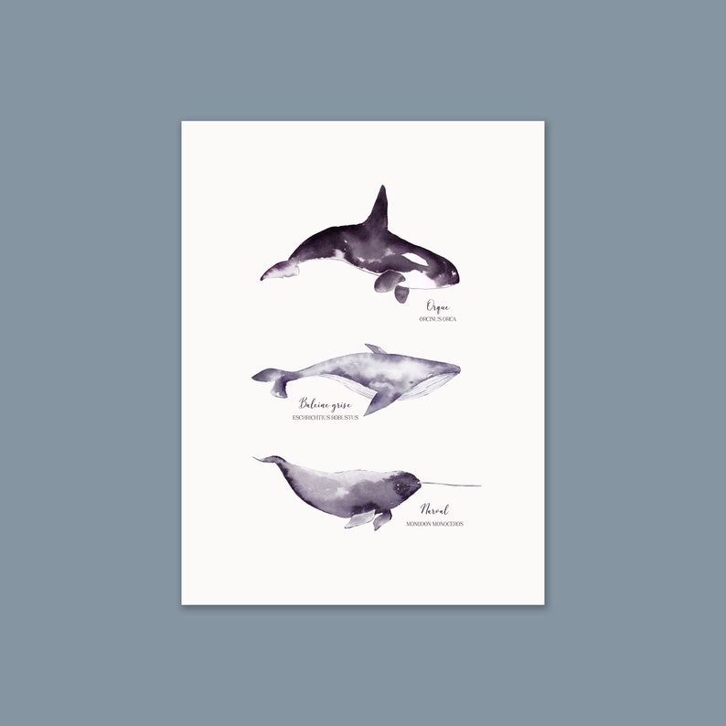 Cartel con ilustración de orca y narval de ballena cetácea pintado en acuarela | A3 | Impreso en papel Rive Tradition de alta calidad. imagen 3