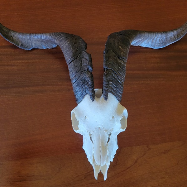 Maui Spanish Goat Skull