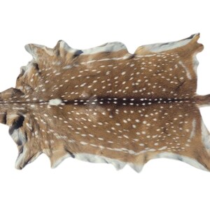 EXTREMELY RARE Axis Deer Hide