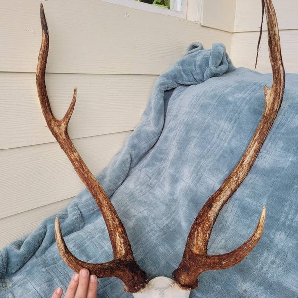Axis Deer Antler Etsy