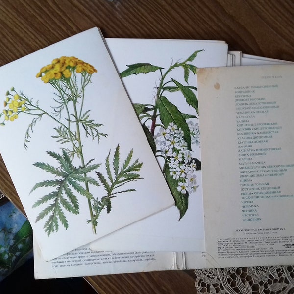 Medicinal plants. A set of large colored watercolor pictures with descriptions in Russian. Printed in the USSR in 1976