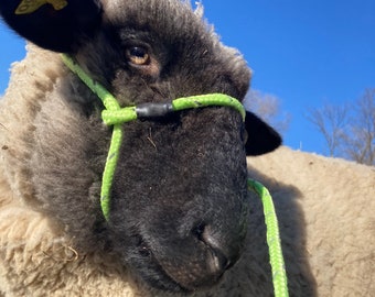 Livestock Halter
