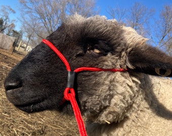 Livestock Halter