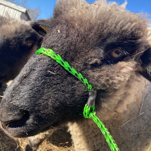 Livestock Halter