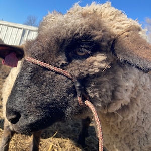 Livestock Halter