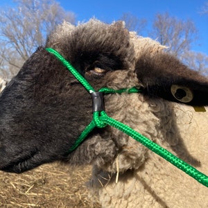 Livestock Halter
