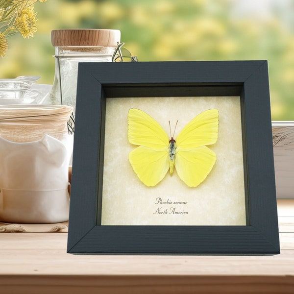 Phoebis Sennae Male Cloudless Sulphur Butterfly Framed Taxidermy Display