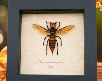 Framed Murder Hornet Asian Hornet Real Vespa mandarinia japonica Insect Display