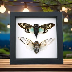 Real Framed Ghost Cicadas Blue White Cicada Collection Classic Black Display