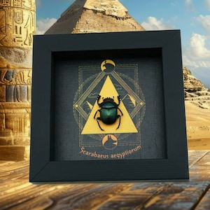 Real Sacred Egyptian King Scarab Beetle Pyramid Real Framed Green Scarabaeus aegyptiorum
