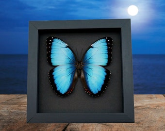 Blue Morpho Butterfly Morpho peleides Hybrid Framed Taxidermy Moonlight Display