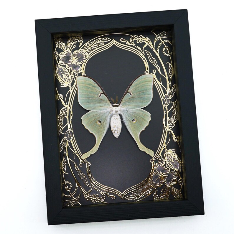 Luna Moth Framed Taxidermy Gold Foil Art Nouveau Real Actias Luna - Etsy