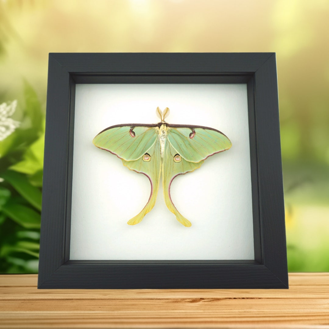 Real Framed Luna Moth Actias Luna Rubromarginata Resting Taxidermy ...