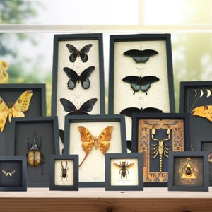 a collection of framed insect specimens, including butterflies, moths, and other insects, arranged on a wooden surface.