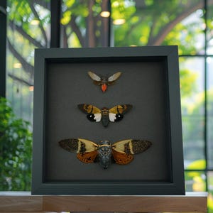 Real Framed Cicada Collection Insect Taxidermy Moonlight Display